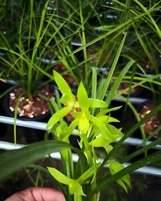 Cymbidium Orchids  Faberi 绿素 Perfect for Windowsills or Indoors