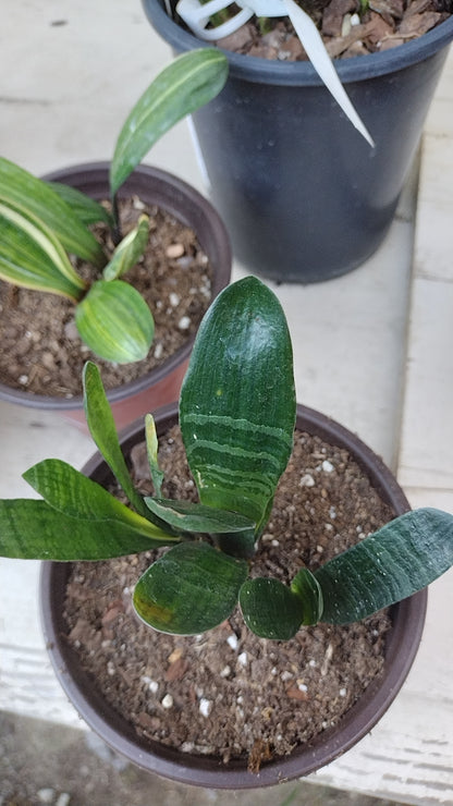 Baby Clivias-Clivia  君子兰苗  大桥  虎头 香味兰 圆头花脸 立板麻油