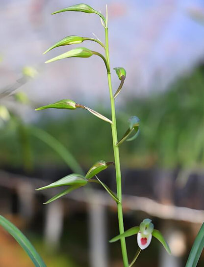 Cymbidium KanRan QingDai 寒兰青黛 Long-lasting fragrant flowers
