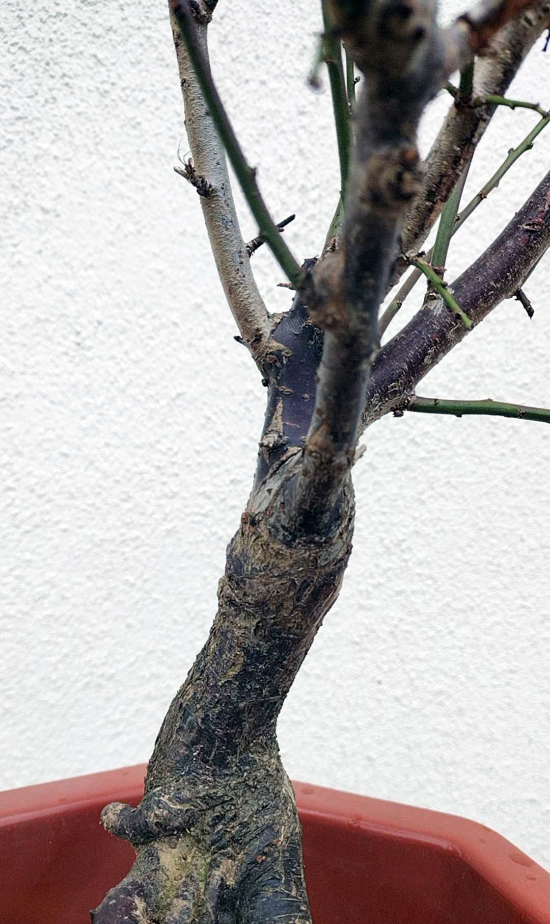 Rare 'NanJingHong' Japanese Apricot (Prunus mume)–10+ Year Old 南京红 with Buds