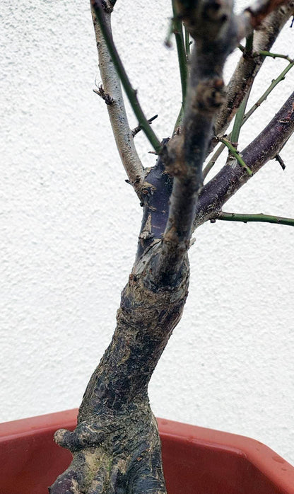 Rare 'NanJingHong' Japanese Apricot (Prunus mume)–10+ Year Old 南京红 with Buds