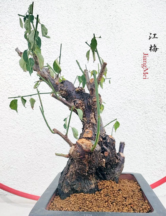 Rare White Plum Blossom JiangMei Japanese Apricot Bonsai (Prunus mume) – 15+ Year Old with pot CYMUS Nurery