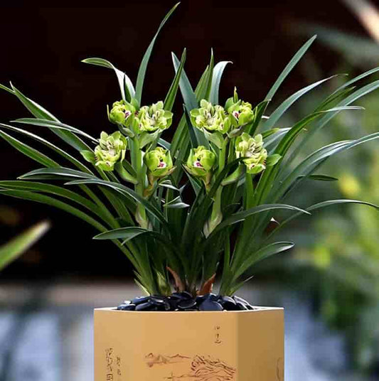 Fragrant Cymbidium goeringii 