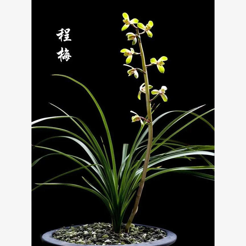Per-sale Cymbidium Orchid Faberi 'ChengMei' Bare Root and Shipped no buds
