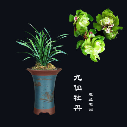 Live Cymbidium Goeringii 九仙牡丹 JiuXian Peony Orchids Perfect for Windowsills or Indoors-春兰