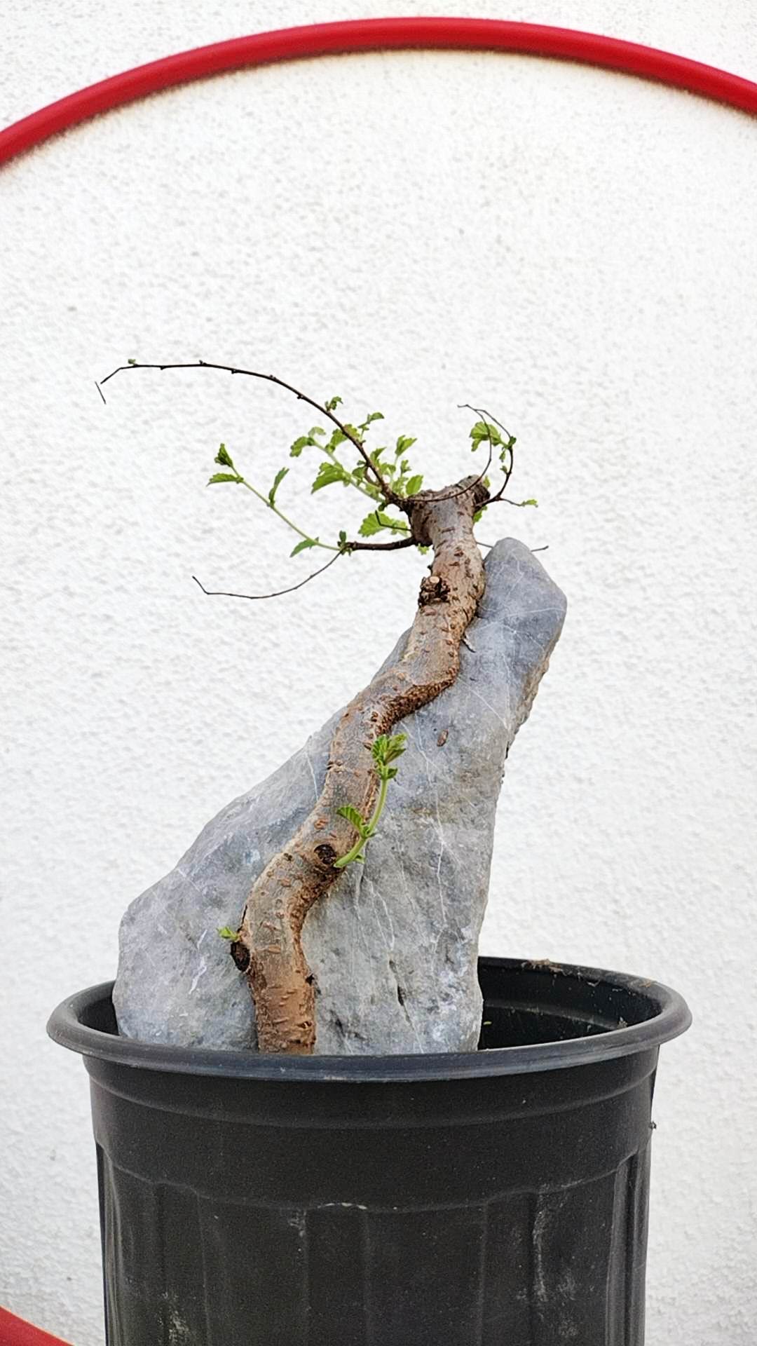 Chinese Elm Root-over-Rock Bonsai – Beginner Friendly easy care shipping with pot