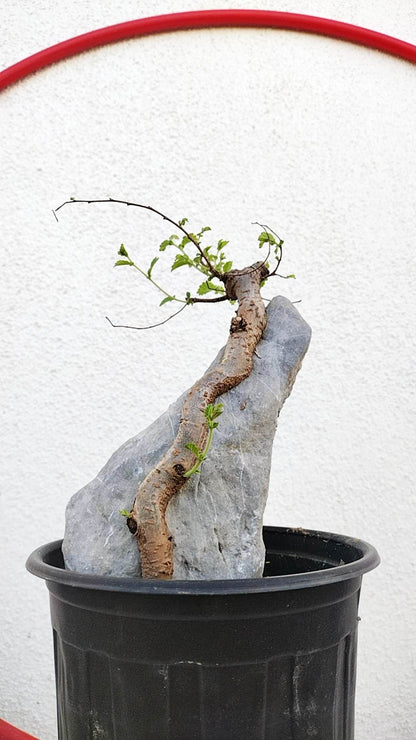 Chinese Elm Root-over-Rock Bonsai – Beginner Friendly easy care shipping with pot