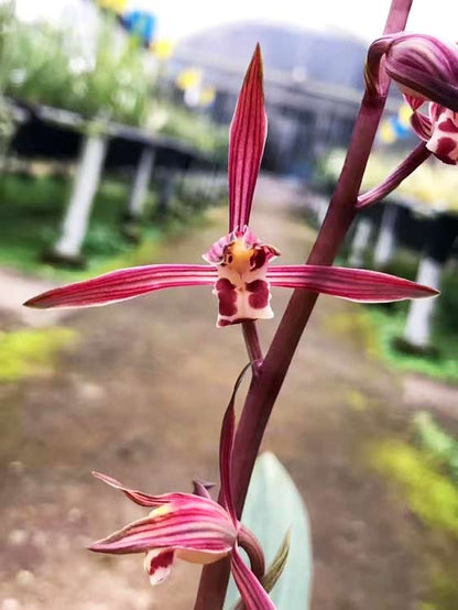Live Orchid Plant Live Cymbidium sinense-WanDaiFu-万代福-Bare Root