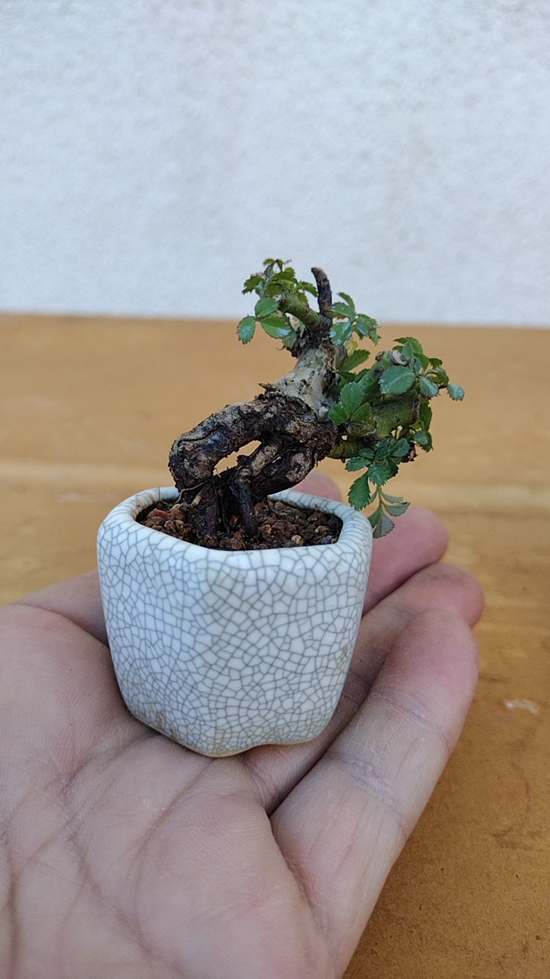 Mini cute Ji Rose with Bonsai pot 姬蔷薇 迷你可爱盆景 Bonsai Live Green Bonsai Tree Indoor outdoor Gardening Live Houseplant Home Decor Gift