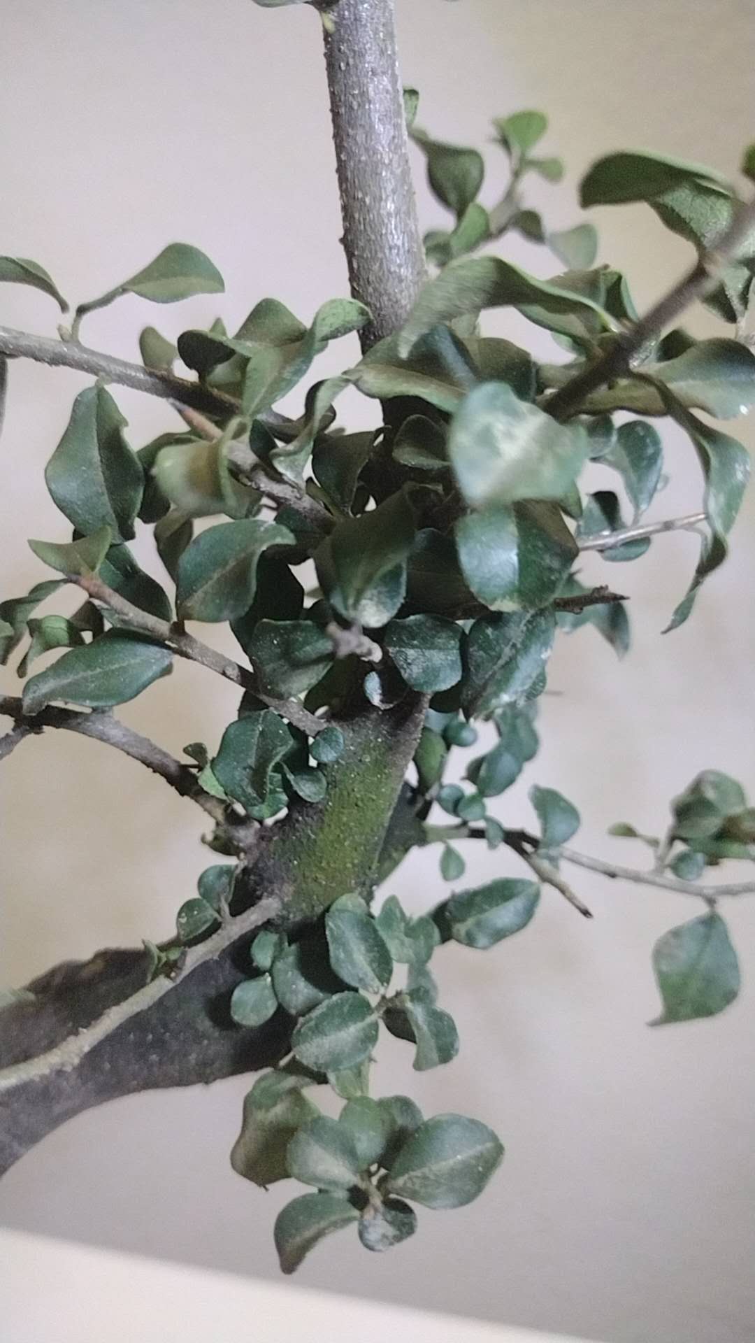 Jindanzi (Diospyros cathayensis) - Golden Fruit Olive 金弹子 bonsai 盆景桩 12inch tall