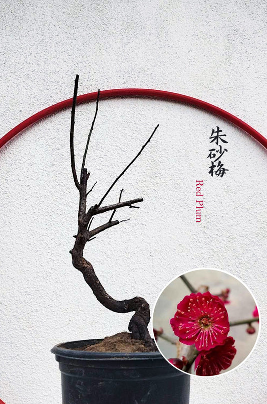 Rare Cinnabar Red Japanese Flowering Apricot (Prunus mume) – 8+ Year Old in Bud