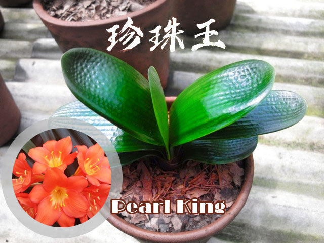 Clivia Seeds-Clivia Miniata Seeds 平尾绿 福伦 鸳鸯 血兰 PingWeiLv FuLun Madarin Duck Blood 5 pcs