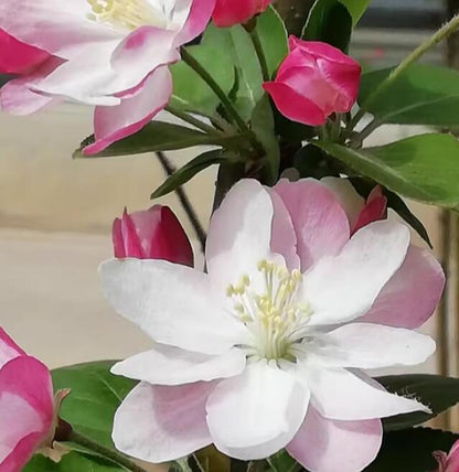 Chinese Crabapple Bonsai – Old Beijing Xifu Begonia Pink Blooms Ornamental Tree