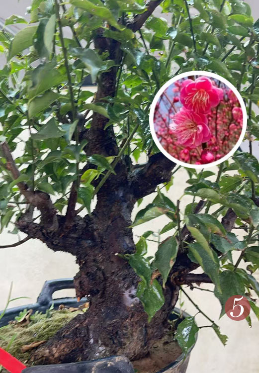 Pre-Sale Rare Flowering Plum Tree (Prunus mume) – 20+ Year Old Gulihong Bonsai Specimen CYMUS Nursery