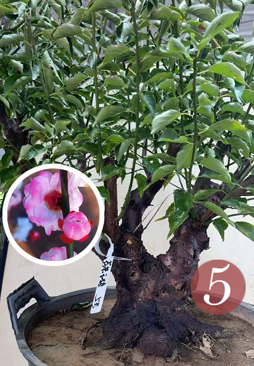Pre-Sale Rare Hehua Yudie Japanese Apricot Bonsai (Prunus mume) – Pink & White Double Flowers CYMUS Cymbidium Orchids Plum Blossom Bonsai Sale