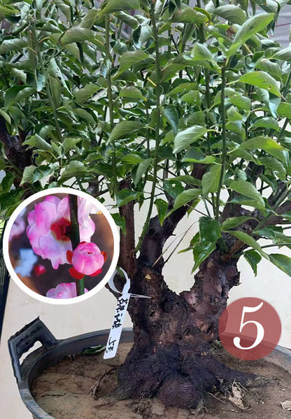 Pre-Sale Rare Hehua Yudie Japanese Apricot Bonsai (Prunus mume) – Pink & White Double Flowers CYMUS Cymbidium Orchids Plum Blossom Bonsai Sale