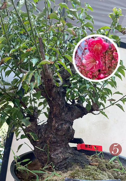 Pre-Sale Rare Flowering Plum Tree (Prunus mume) – 20+ Year Old Gulihong Bonsai Specimen CYMUS Nursery