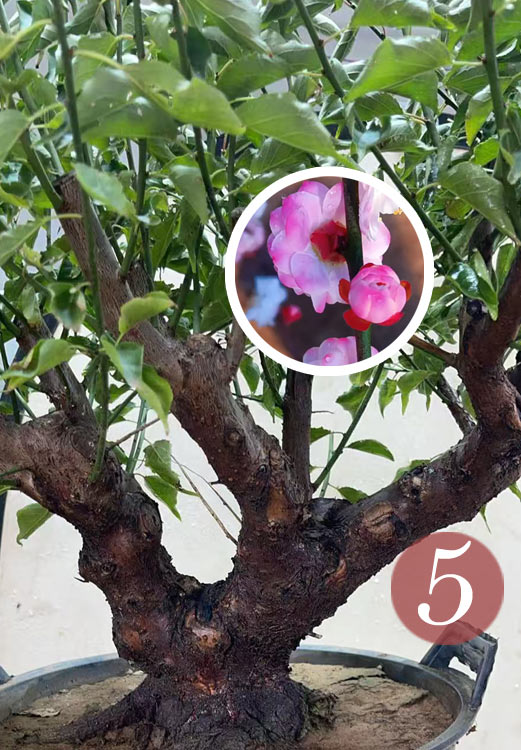Pre-Sale Rare Hehua Yudie Japanese Apricot Bonsai (Prunus mume) – Pink & White Double Flowers CYMUS Cymbidium Orchids Plum Blossom Bonsai Sale