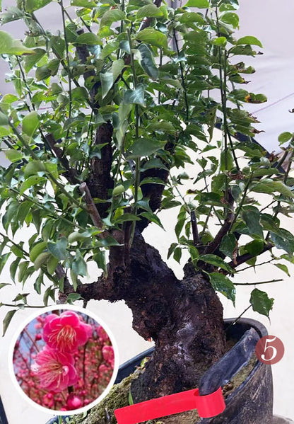Pre-Sale Rare Flowering Plum Tree (Prunus mume) – 20+ Year Old Gulihong Bonsai Specimen CYMUS Nursery