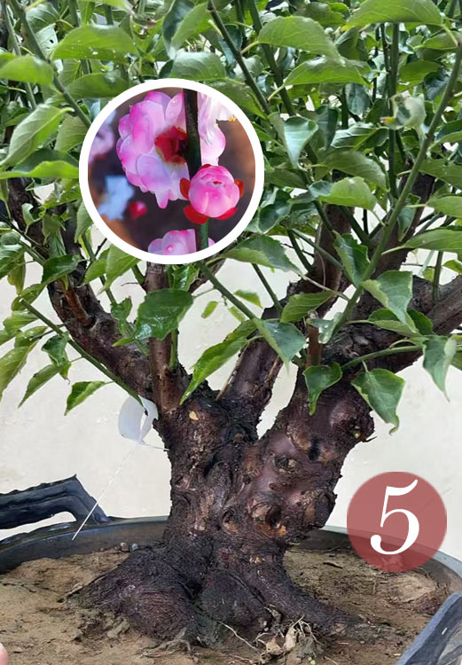 Pre-Sale Rare Hehua Yudie Japanese Apricot Bonsai (Prunus mume) – Pink & White Double Flowers CYMUS Cymbidium Orchids Plum Blossom Bonsai Sale