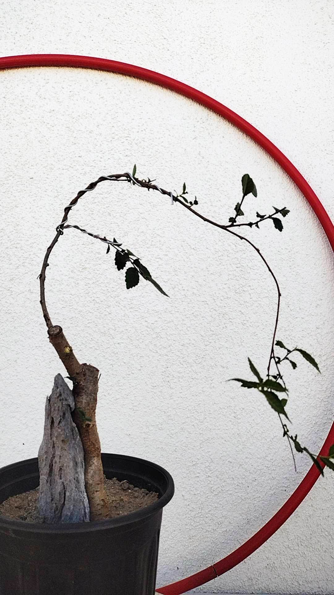 Chinese Elm Root-over-Rock Bonsai – Beginner Friendly easy care shipping with pot