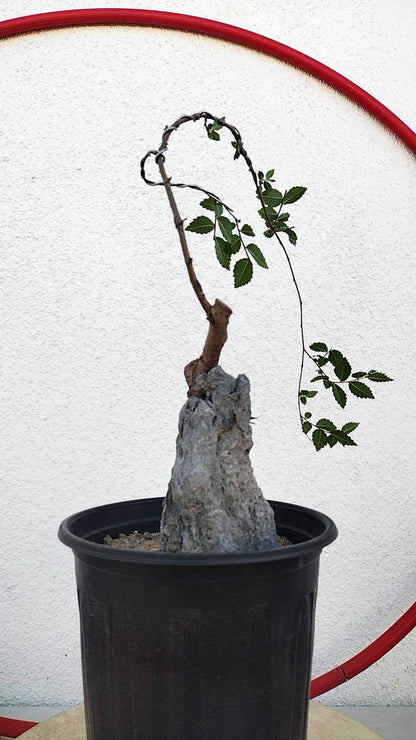 Chinese Elm Root-over-Rock Bonsai – Beginner Friendly easy care shipping with pot