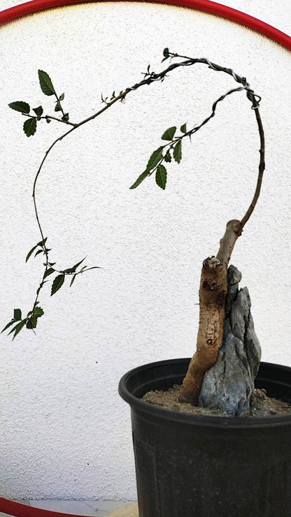 Chinese Elm Root-over-Rock Bonsai – Beginner Friendly easy care shipping with pot
