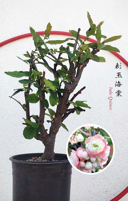 Variegated Flowering Quince ‘Jade’ – Flowering Crabapple Bonsai Japanese Flowering Crabapple Bonsai with pot