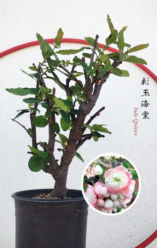 Variegated Flowering Quince ‘Jade’ – Flowering Crabapple Bonsai Japanese Flowering Crabapple Bonsai with pot