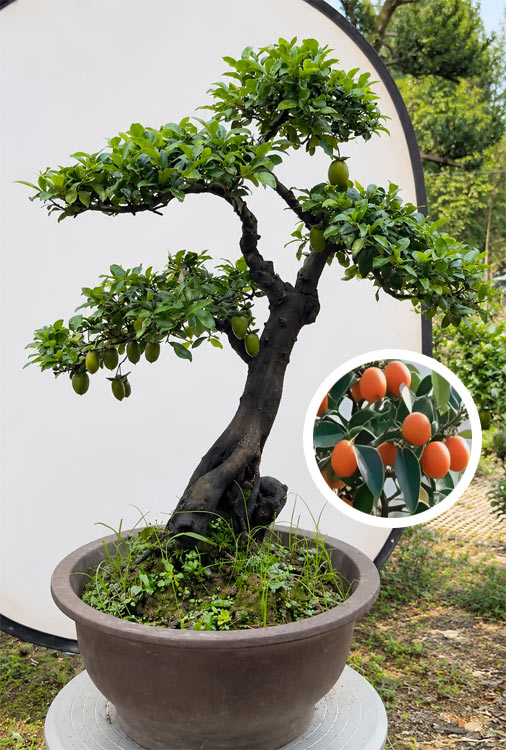 Pre-Sale Old Trunk Jindanzi Bonsai – Original Root, Non-Grafted Mature Specimen CYMUS Nursery