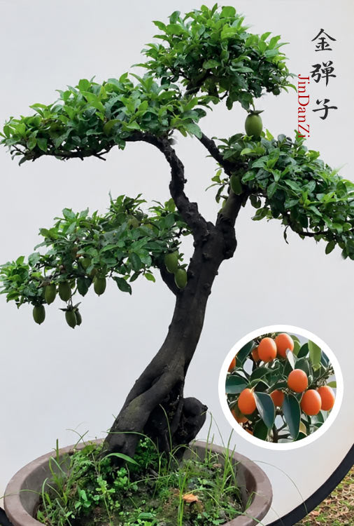 Pre-Sale Old Trunk Jindanzi Bonsai – Original Root, Non-Grafted Mature Specimen CYMUS Nursery