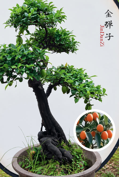 Pre-Sale Old Trunk Jindanzi Bonsai – Original Root, Non-Grafted Mature Specimen CYMUS Nursery
