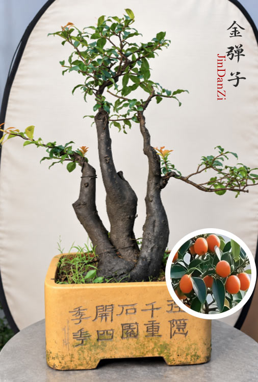 OPre-Sale Original-Root Clump-Style Jindanzi Bonsai – Female Fruiting Specimen with Orange-Yellow Fruit CYMUS Nursery