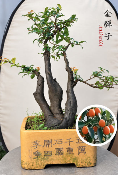 OPre-Sale Original-Root Clump-Style Jindanzi Bonsai – Female Fruiting Specimen with Orange-Yellow Fruit CYMUS Nursery