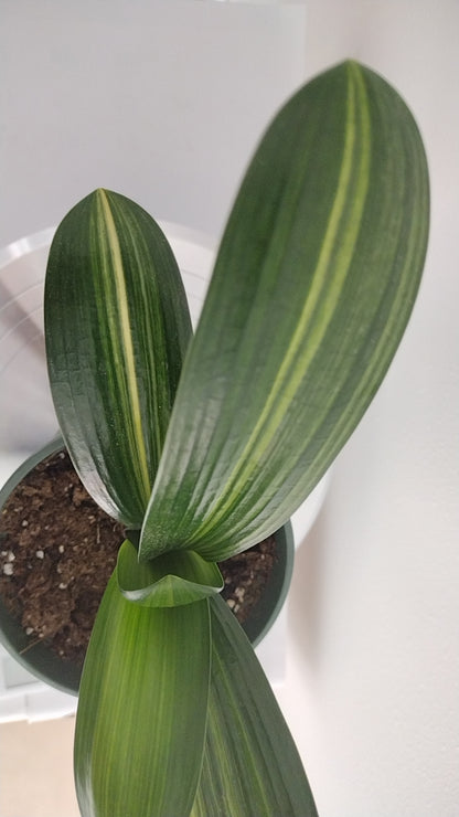 Variegated Clivia  君子兰 彩兰   五彩鸳鸯5 Multicolored Mandarin Duck with pot