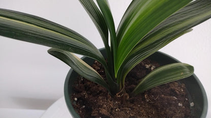 Variegated Clivia  君子兰 彩兰   五彩鸳鸯5 Multicolored Mandarin Duck with pot