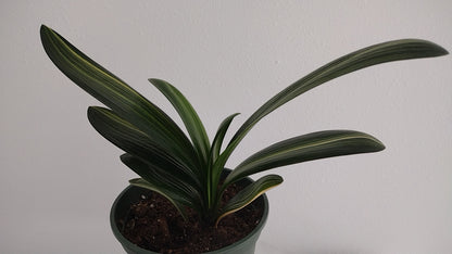 Variegated Clivia  君子兰 彩兰   五彩鸳鸯5 Multicolored Mandarin Duck with pot