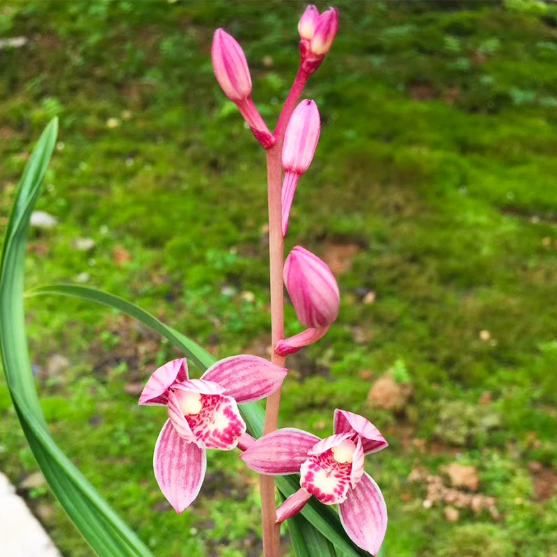 Cymbidium ensifolium-EastRedLotus 东方红荷 easy care easy to bloom buds