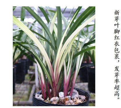 Cymbidium Orchid for sale