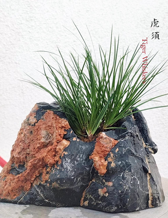 Tiger Whiskers Acorus Bonsai – Fragrant Foliage & Traditional Chinese Scholar’s Plant CYMUS Nursery