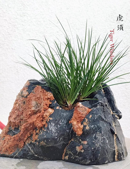Tiger Whiskers Acorus Bonsai – Fragrant Foliage & Traditional Chinese Scholar’s Plant CYMUS Nursery