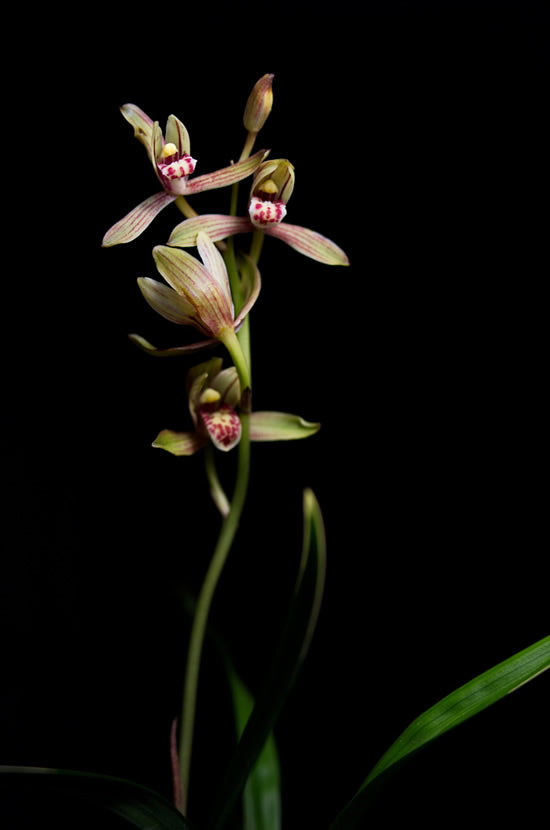 Cymbidium Dwarf Ensifolium ZenMoon Orchids Perfect for Windowsills or Indoors-Shipped bare root