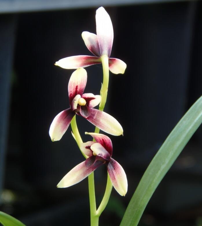 Live Cymbidium Orchid  赤城 Flowers Easy to Grow, House Plants-ChiCheng - 建兰