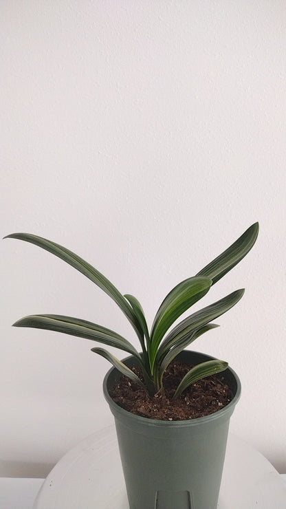 Variegated Clivia  君子兰 彩兰   五彩鸳鸯5 Multicolored Mandarin Duck with pot