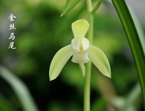 Live Orchid Plant 金丝马尾 Live Cymbidium ensifolium-JinSiMaWei-Bare Foot and Shipped Without Flower 国兰