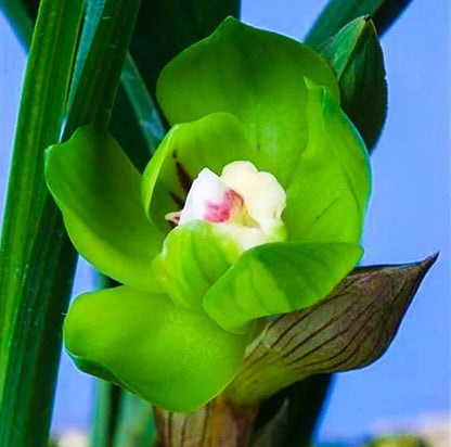 Pre-order Cymbidium Orchid Goeringii Green Cloud 绿云 Bare Root without buds
