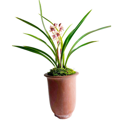 Cymbidium ensifolium-RedMoon 红月 easy care outdoor and indoor