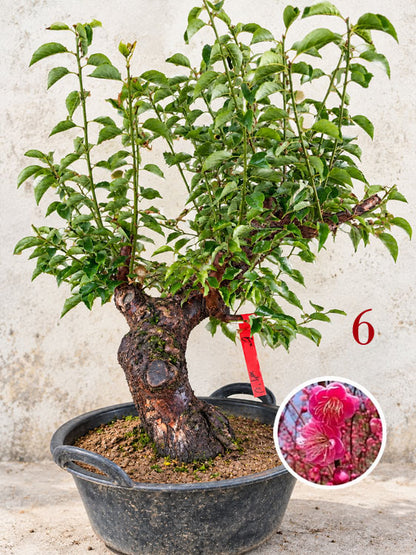 Pre-Sale Rare Flowering Plum Tree (Prunus mume) – 20+ Year Old Gulihong Bonsai Specimen CYMUS Nursery