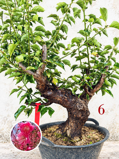 Pre-Sale Rare Flowering Plum Tree (Prunus mume) – 20+ Year Old Gulihong Bonsai Specimen CYMUS Nursery