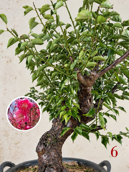 Pre-Sale Rare Flowering Plum Tree (Prunus mume) – 20+ Year Old Gulihong Bonsai Specimen CYMUS Nursery